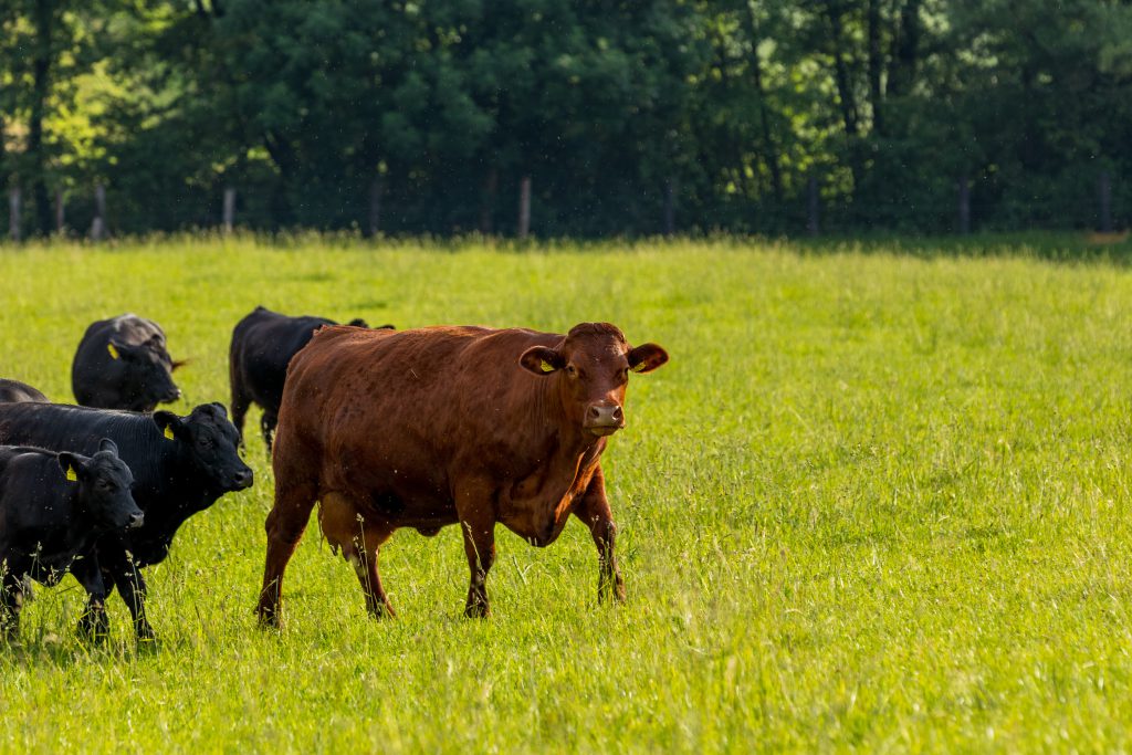 Cattle grazing in a green Florida pasture