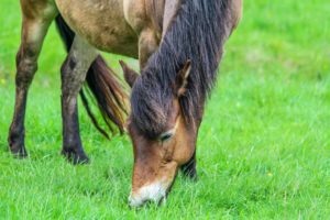 Horse grazing peacefully in a green pasture